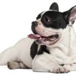 Dierenverzekering voor een Franse Bulldog