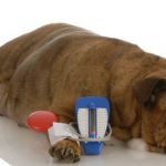 Hoge bloeddruk bij jouw huisdier: bloeddrukmeting
