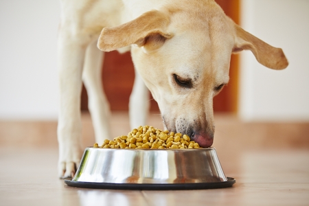 licentie Grens Praten tegen Wat mag een hond eten? Lees snel verder I JeDierenWijzer.nl