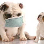 Chronische bronchitis hond: behandeling