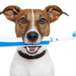 Aanpakken tandplak hond: wat moet je doen?