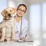 Dierenverzekering voor een labrador