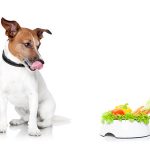 Dieetvoeding voor jouw hond