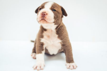 puppy