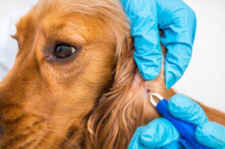 Wat te doen tegen teken bij honden?
