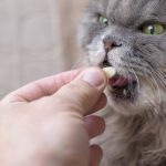 Pillen geven aan een kat. Met deze tips lukt het!