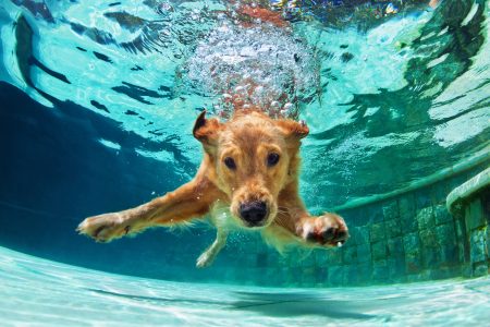 hond ziek na zwemmen