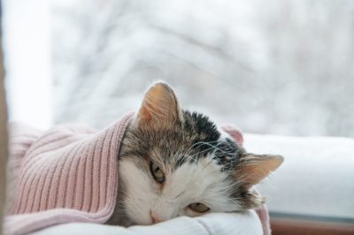 Zieke kat