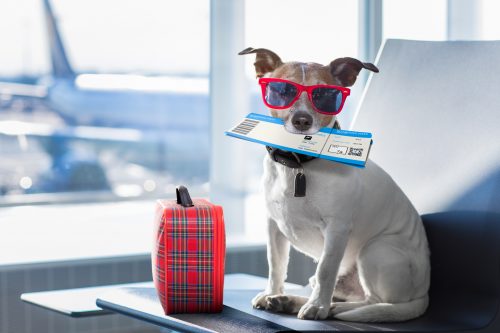 reizen met je hond