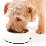 Welke hondenvoeding is goed voor honden?