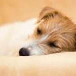 Inslapen hond: Wat moet je allemaal beslissen?