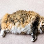 Hoe herken ik zwangerschap bij mijn kat?