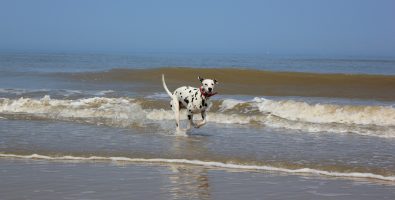 Honden op het strand