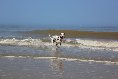 Honden op het strand