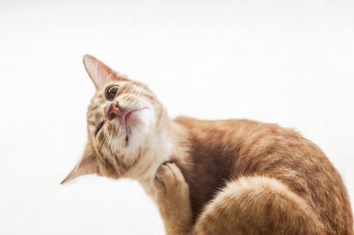 plan Assimileren nakomelingen Mijn kat heeft jeuk. Wat te doen? - JeDierenWijzer