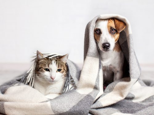 huisdierenverzekering vergelijken zieke hond en kat