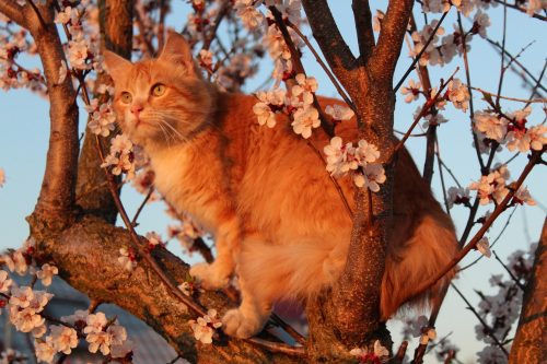 kat in boom