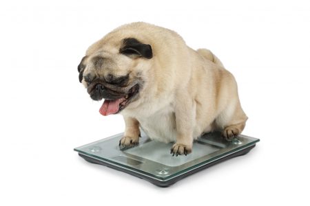 hond laten afvallen
