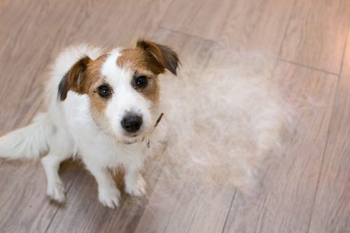 hond in de rui