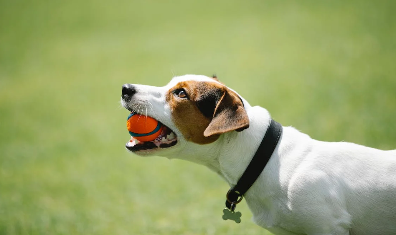 Wat kost het trekken van tanden bij een hond? JeDierenWijzer