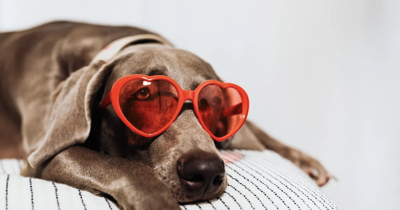 Dit kost een echo voor een hond bij hartruis JeDierenWijzer