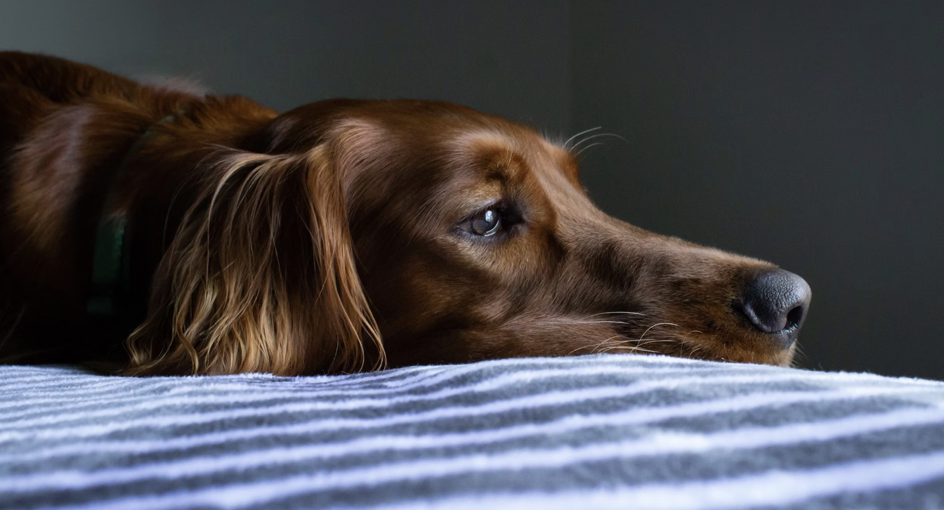 Dit zijn de kosten voor het verwijderen van een tumor bij een hond JeDierenWijzer