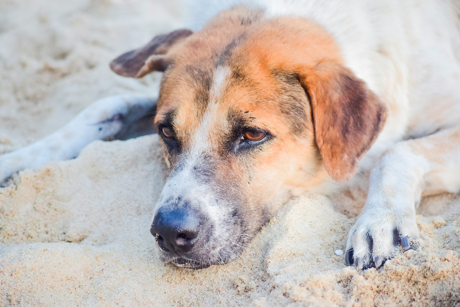 Hoe vaak moet je een hond ontwormen? JeDierenWijzer